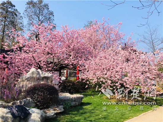 武汉东湖樱花园正式开放.通讯员供图