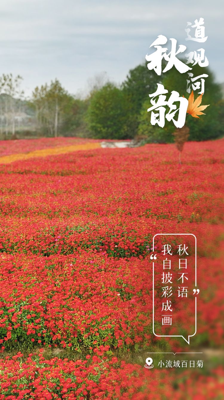 百日菊.jpg.jpg