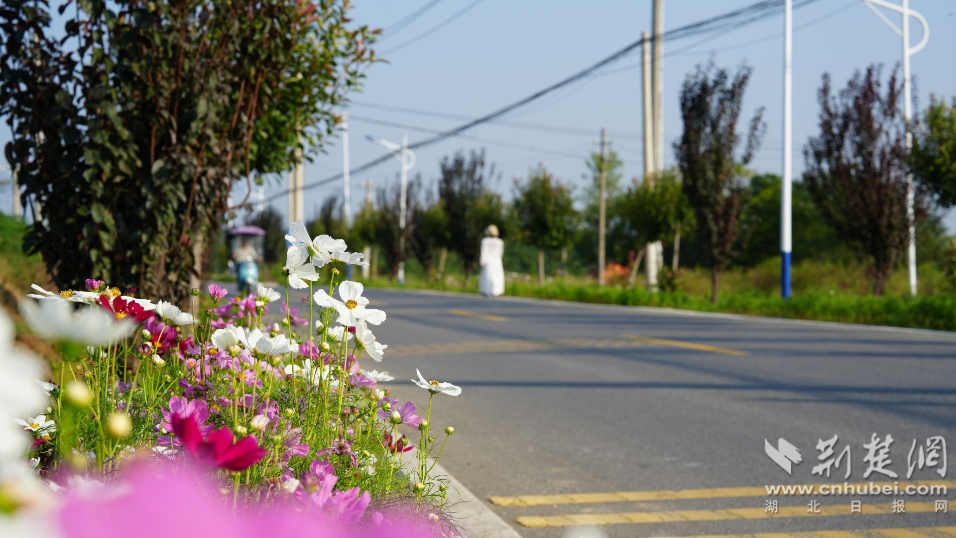 我想看看农村的致富之路：格桑花开满了，农民