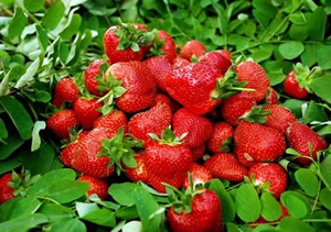 HOT ��2014�人ժ��ݮ��ȫ��ַ��ָ��