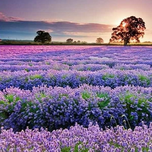 �ͻ�����ʱ����Ѱȫ��������10Ƭ����