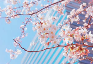 ����������ӣȫ��ͼ!  sakura~