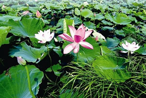 ���������δ�Ѱ �����������ͺ�