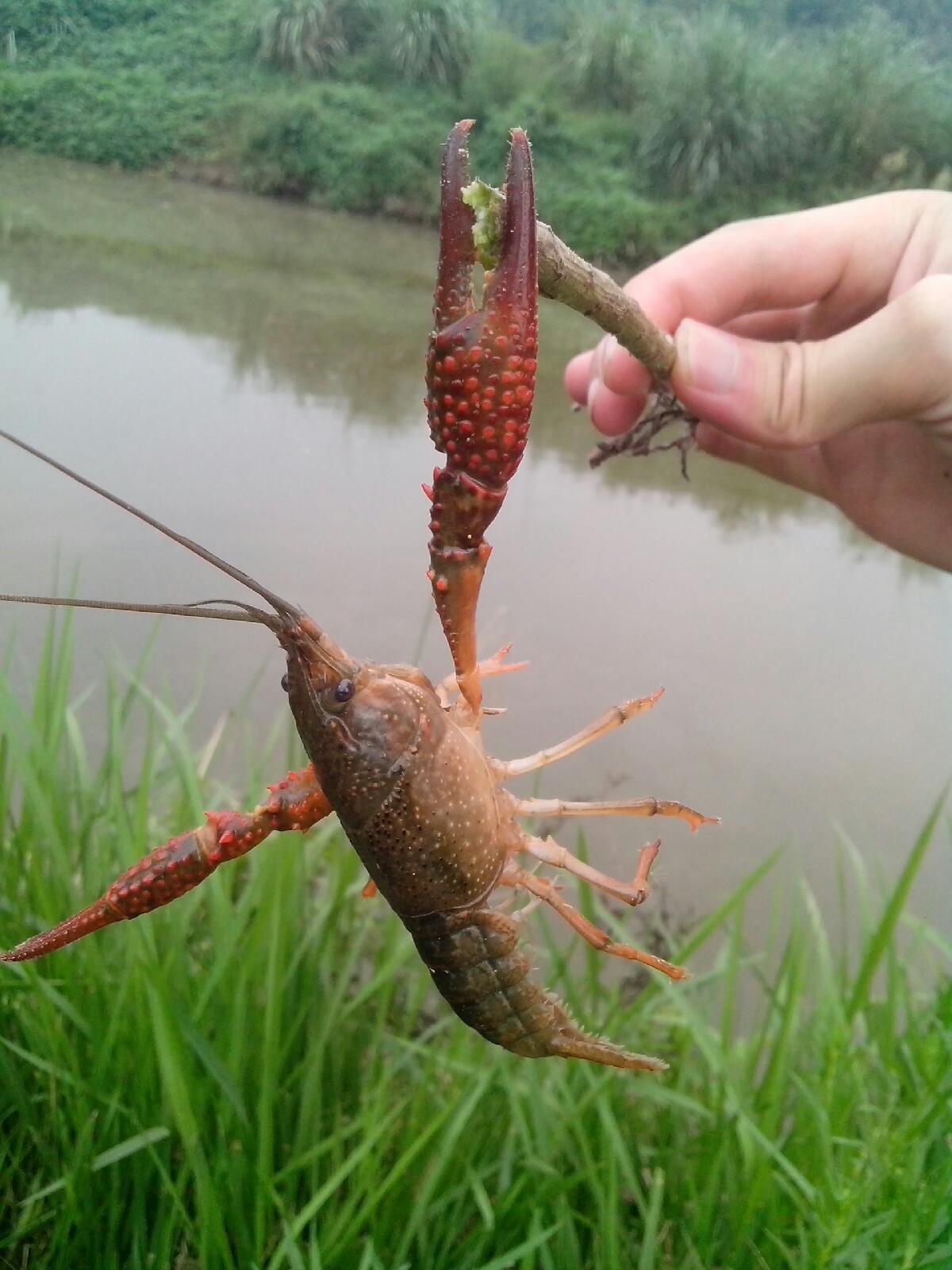 武汉哪里可以钓龙虾?武汉钓虾子的地方大盘点