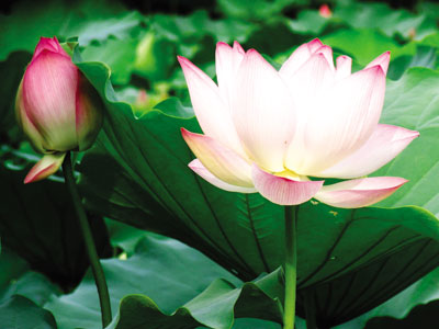 �人�ͺɵ�ͼ��������Ҷ����ˬ ����ͤͤ������