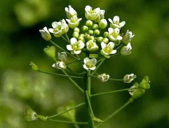 荠菜花:我不是菜薹