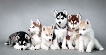 宠物防暑攻略 狗毛千万不能剃光 宠物防暑攻略 狗毛千万不能剃光