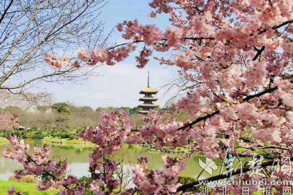 大美东湖·“樱”你而美 2019中国武汉东湖樱花节开幕