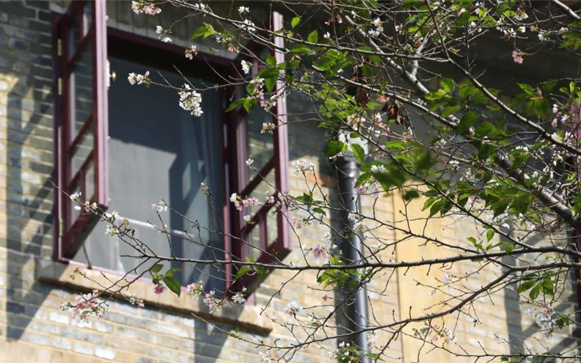 武汉大学樱花秋天再绽放 星星点点别有韵味