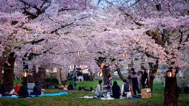 汉阳区桥头樱花节周末亮相两岸三地艺术家玩转潮流会知音