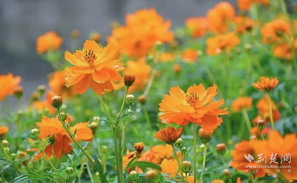 硫华菊迎来盛花期韵湖公园花海吸引市民来打卡