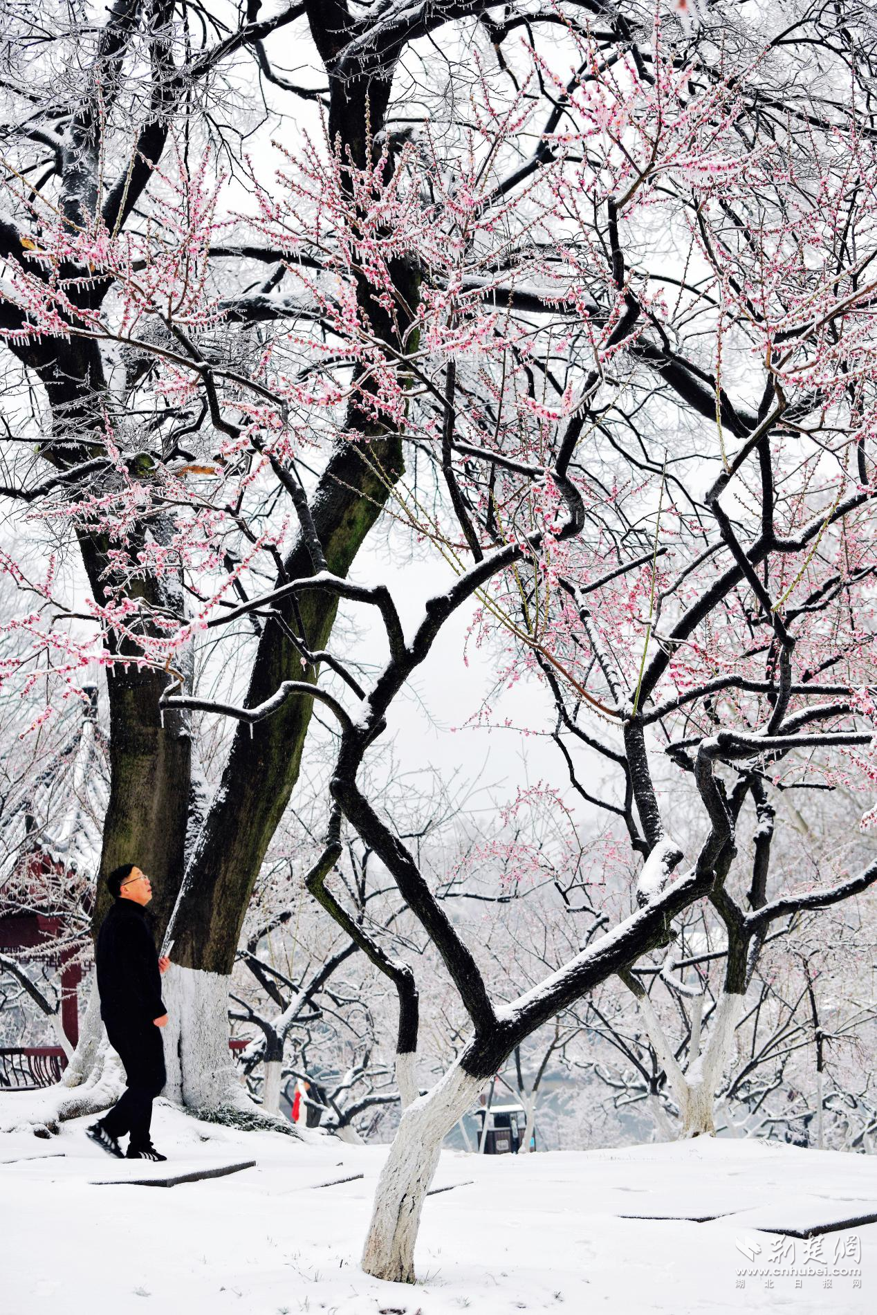 是武汉最早的梅园,最初的梅花由周苍柏先生于上世纪30年代种植于此,现